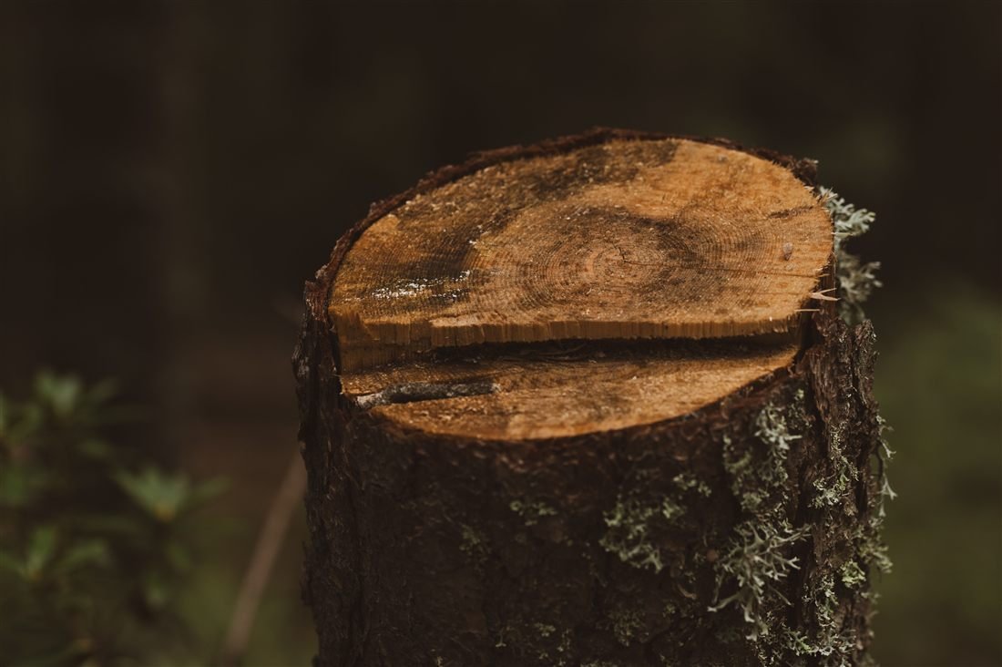 Close-up of a freshly cut tree stump showing growth rings