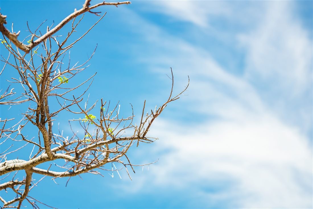 Bare, dead branches of a declining tree against a clear blue sky
